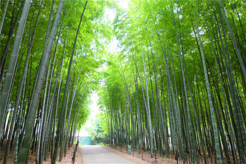 金锁玉关风水家中最适宜种植哪些树木-竹子