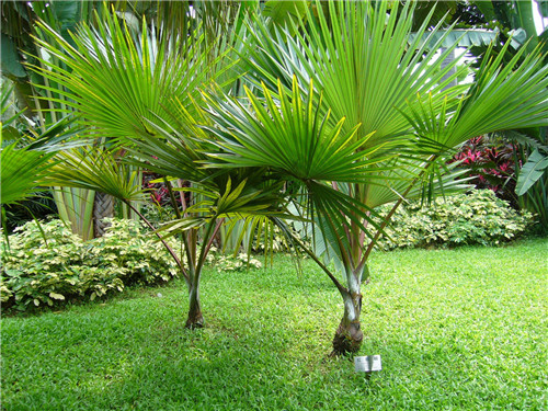 金锁玉关风水家中最适宜种植哪些树木-棕榈